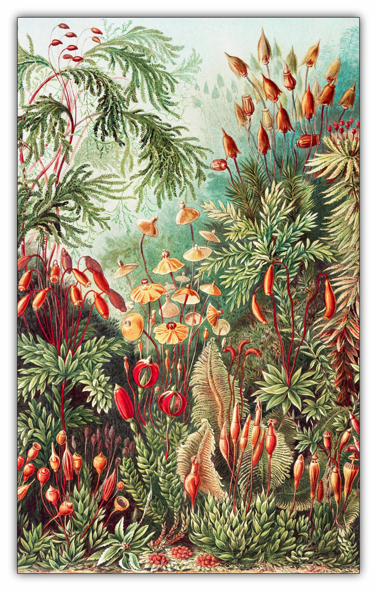 Muscinae–Laubmoose / A. Giltsch, gem from Kunstformen der Natur (1904) by Ernst Haeckel Puzzle - 66PCS - 