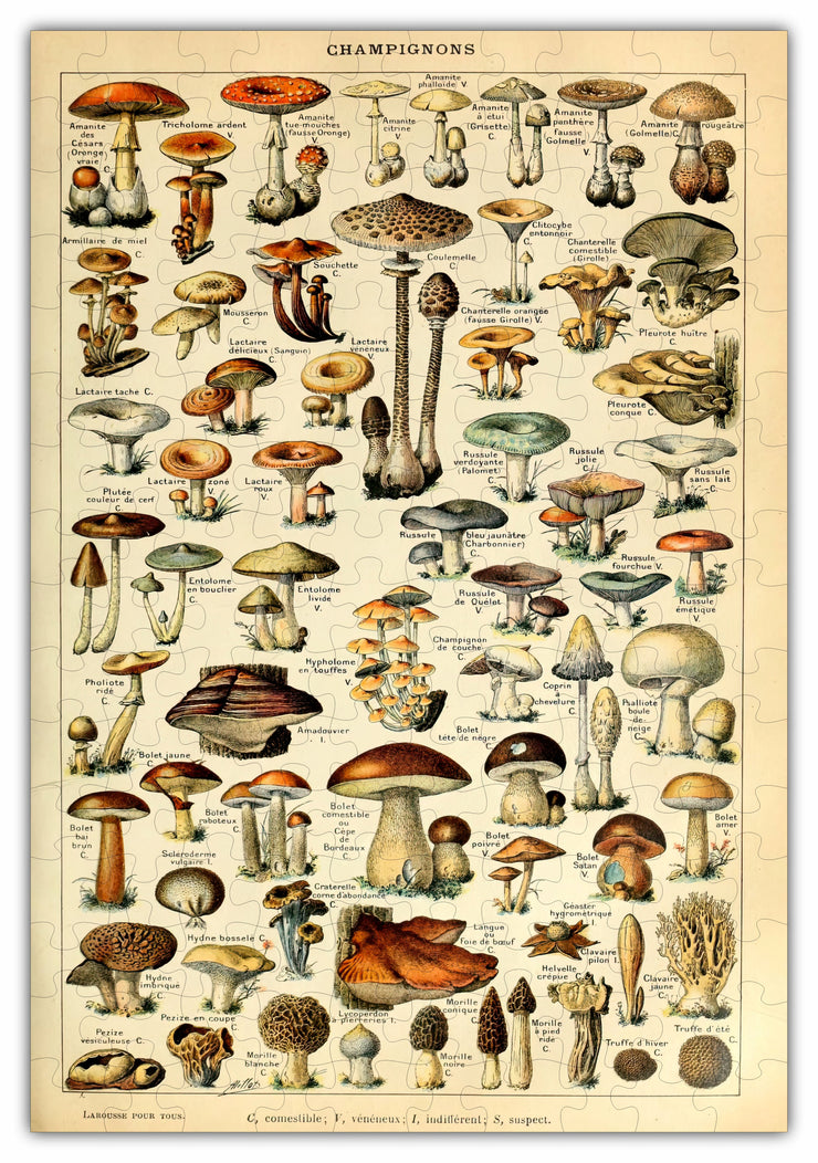 Mushroom Species Chart Puzzle - 160PCS - 